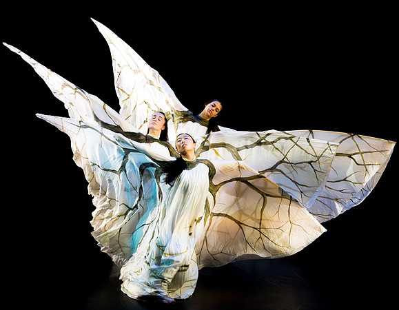 Arbor / Time Lapse Dance - Photograph, Richard J Velasco